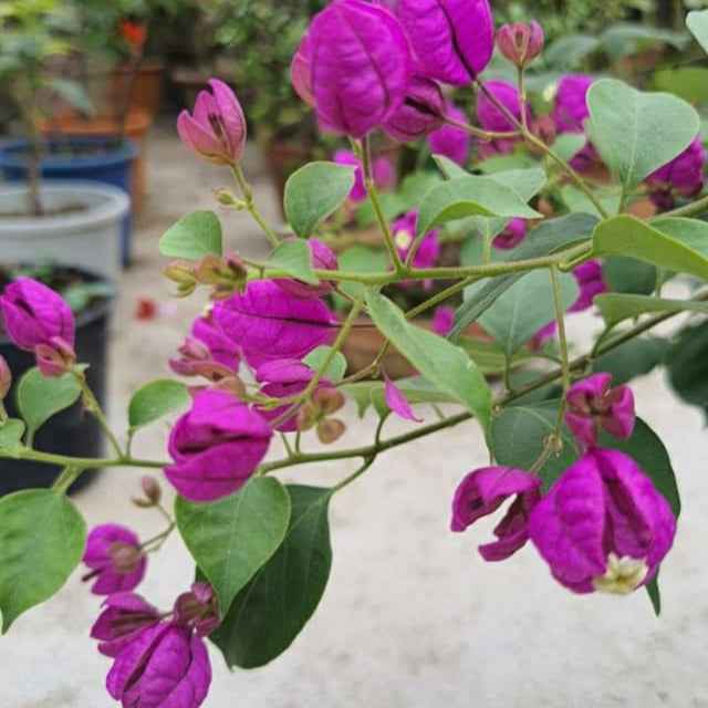 Purple Tanglong Bougainvillea flower plant