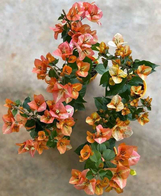 Golden Sunshine Bougainvillea flower plant