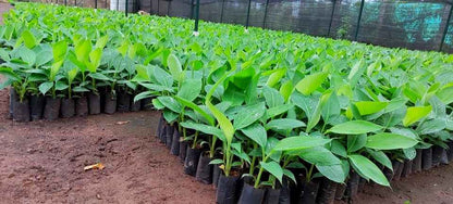 Tissue Culture G9 Banana Plant for gardening