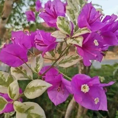 SSB Purple Bougainvillea flower plant