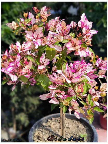 Bidadari Bougainvillea Flower Plant