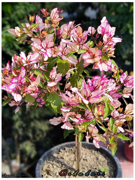 Bidadari Bougainvillea Flower Plant