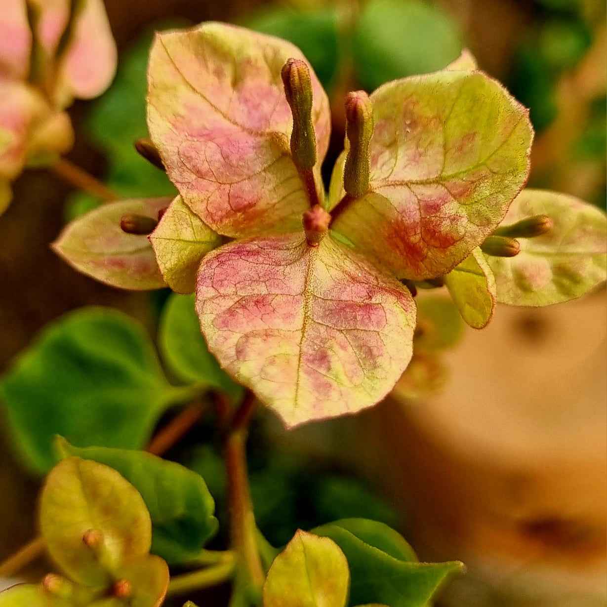 Black Monalisa Bougainvillea (top rare)