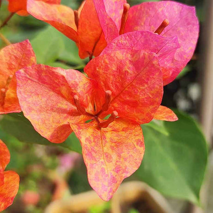 Vietnam Mix Bougainvillea flower plant