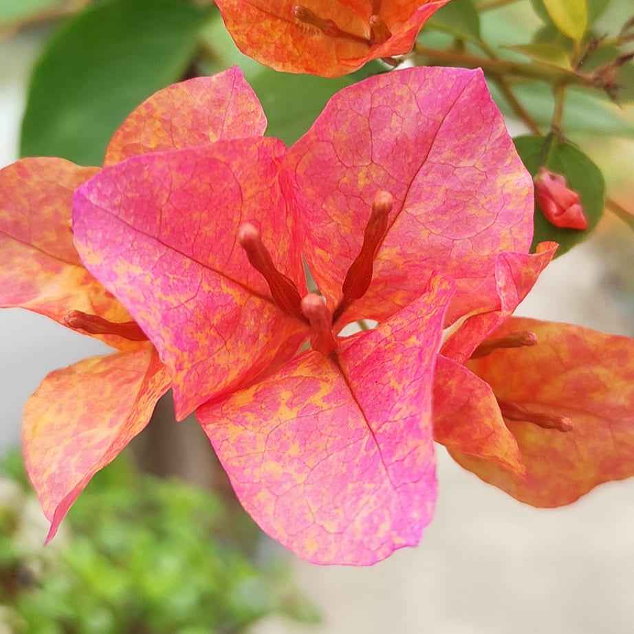 Vietnam Mix Bougainvillea flower plant
