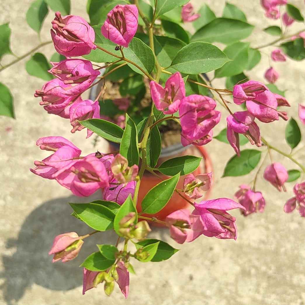 Tanglong Pink Bougainvillea flower plant