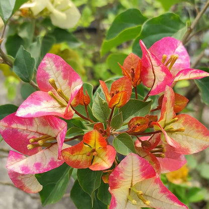 3 Star Bougainvillea flower plant