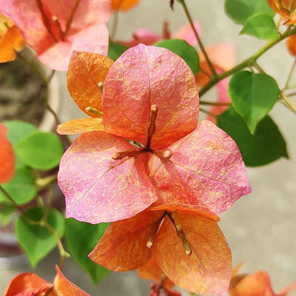 Vietnam Mix Bougainvillea flower plant