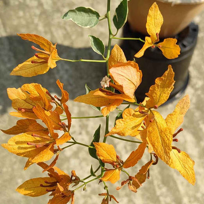 Buterfly Yellow Bougainvillea flower plant