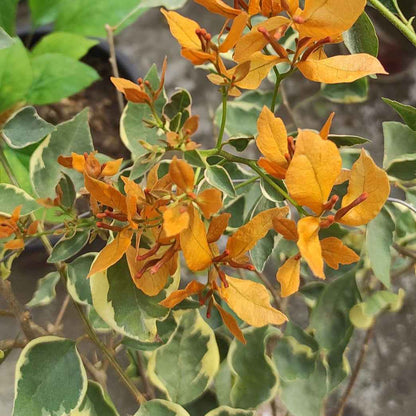 Buterfly Yellow Bougainvillea flower plant