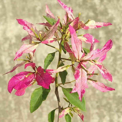 Sexy Ice Bougainvillea flower plant