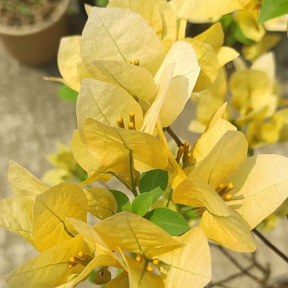 Suvarna Bougainvillea flower plant