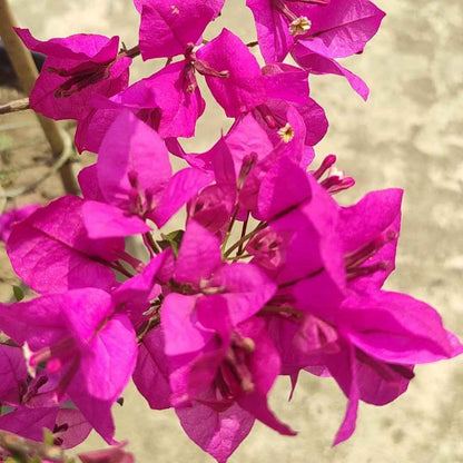 Spectrum Bougainvillea flower plant