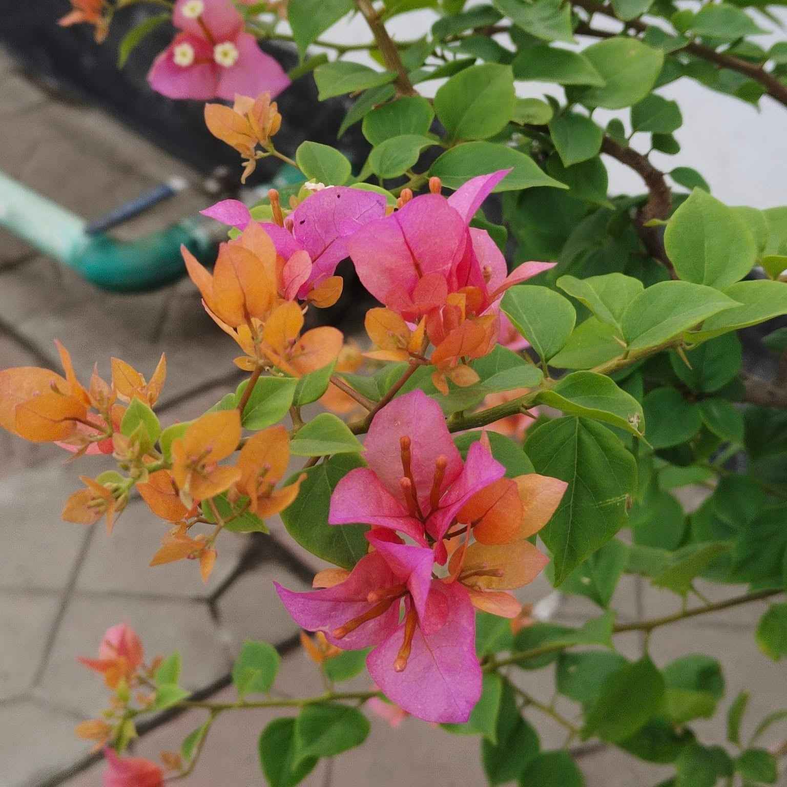 Vietnam Mix Bougainvillea flower plant