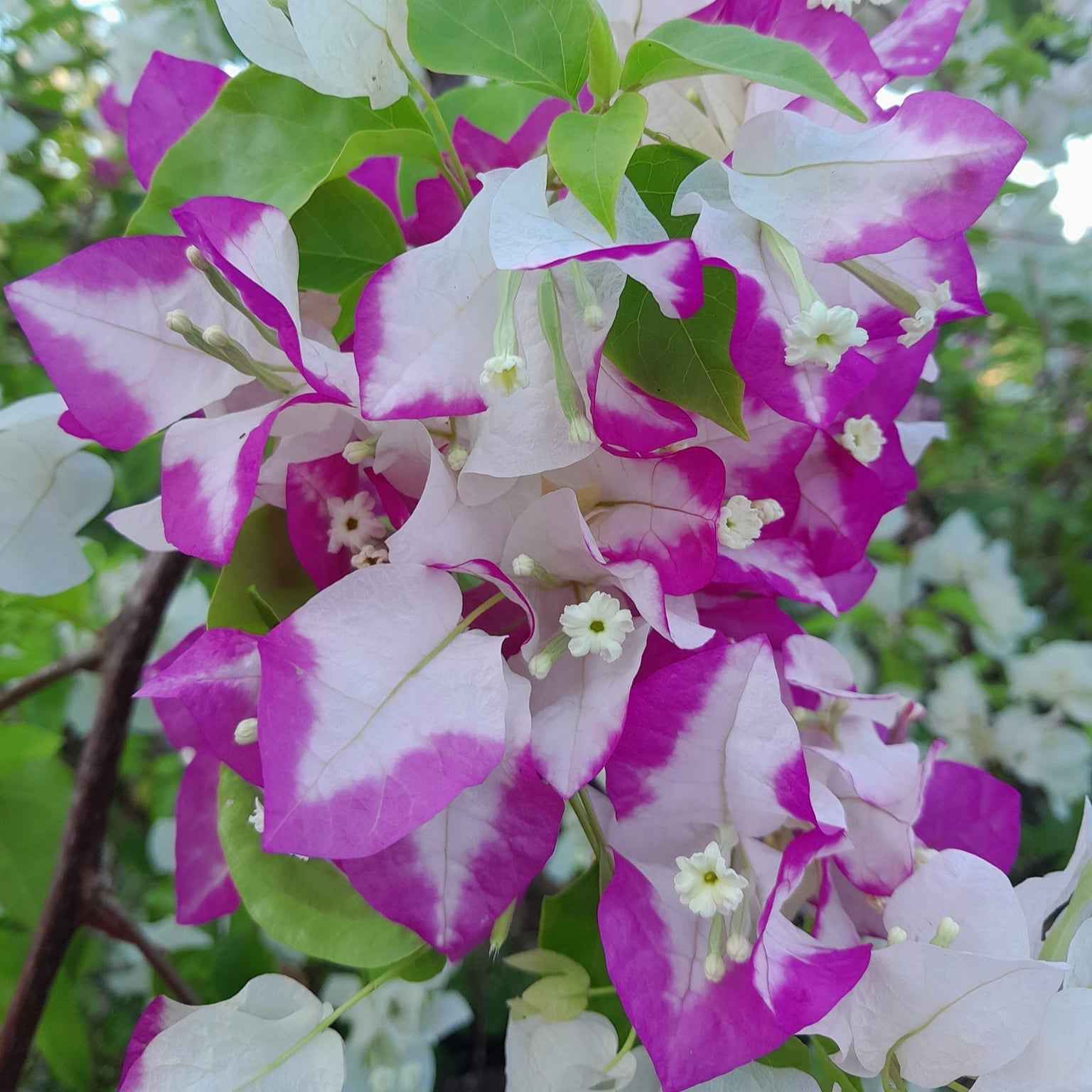 Lipstick Bougainvillea flower plant
