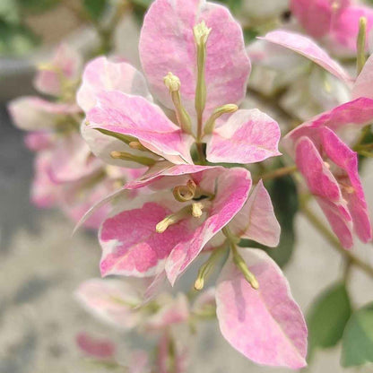 Buterfly Splash Bougainvillea Flower plant