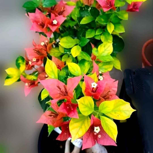 Golden Pedro Bambino bougainvillea (top rare)