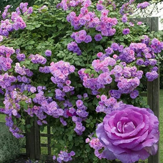 Jasmina | Climbing Rose  Flower Plant - Naturemart.in