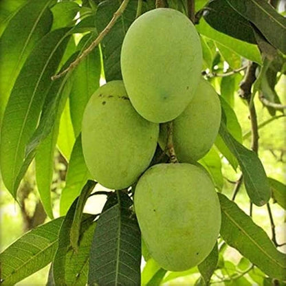 Hybrid Himsagar Mango Fruit Plant - Naturemart.in