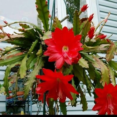 Brahma kamal Red Flower Plant - Naturemart.in