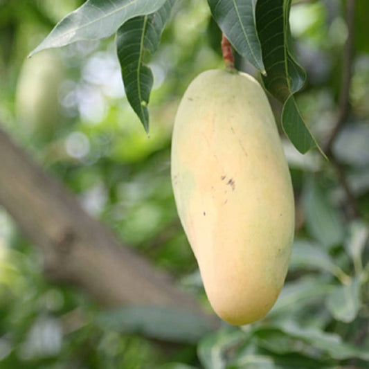 Ixora Honeydew Mango Fruit  Plant (Grafted) - Naturemart.in