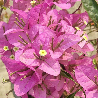 Silhouette Bougainvillea flower plant