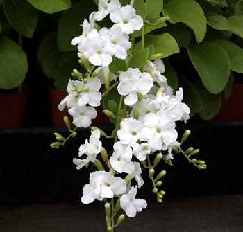 Duranta erecta (Sky Flower) Dwarf Flower Plant