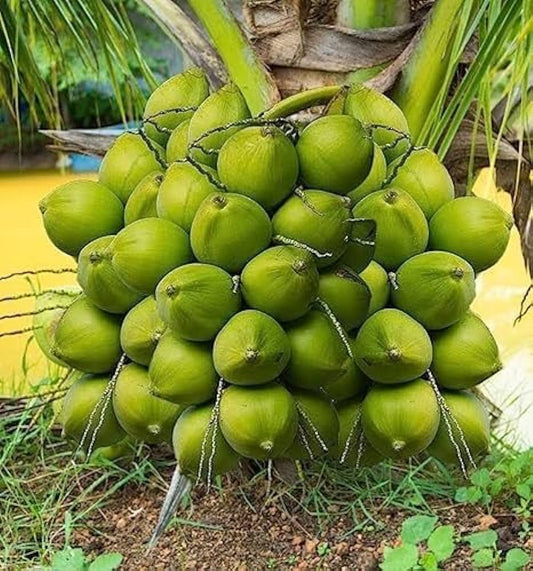 Green Dwarf Coconut Fruit  Tree - Naturemart.in