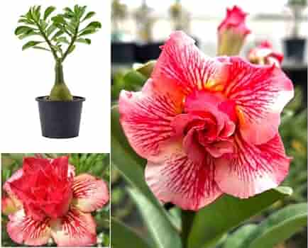 Grafted Rosy Verity Adenium Plant(Any Colour) - Naturemart.in