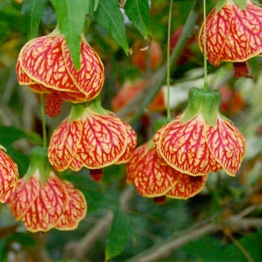 Lantern Hibiscus Plant For Gardening - Naturemart.in