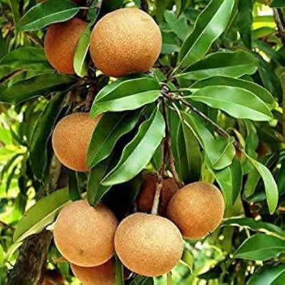 Cricket Ball Chiku(Grafted)plant - Naturemart.in