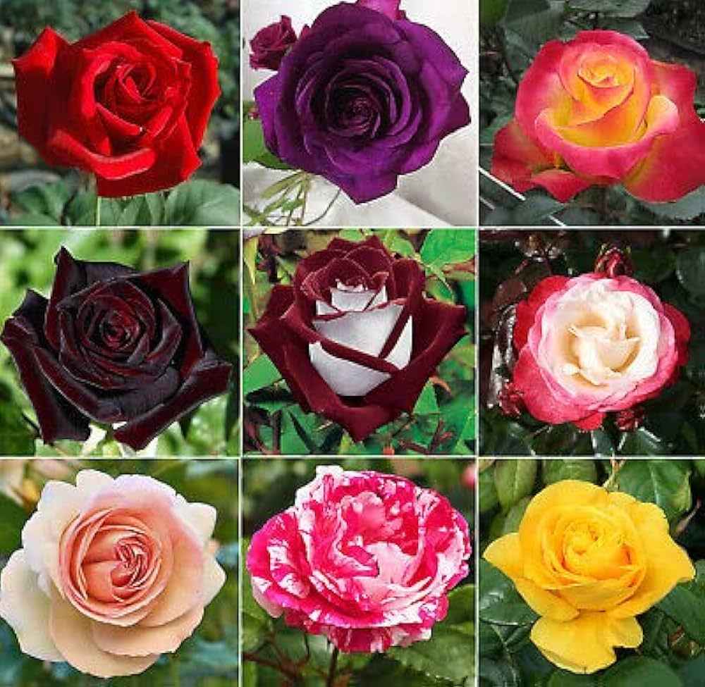 Pack of 4 colour hybrid rose plant