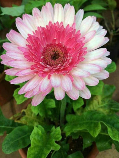 Gerbera  Perennial Flower Plant (white shed) - Naturemart.in