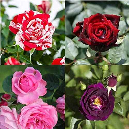 Pack of 4 colour hybrid rose plant