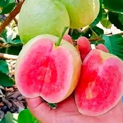 Red Dimond Guava Fruit  Plant - Naturemart.in