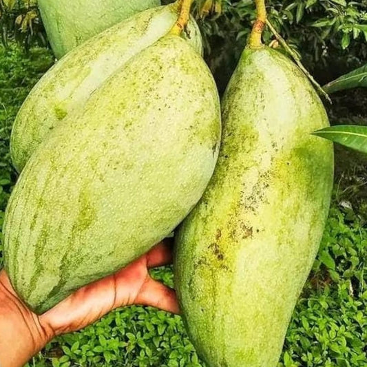 Brunei King Mango Plant (4kg) - Naturemart.in