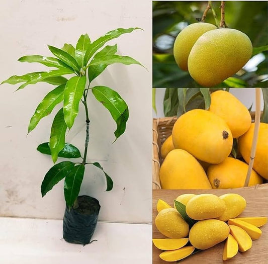 Boganpalli Mango Fruit Plant-Grafted - Naturemart.in
