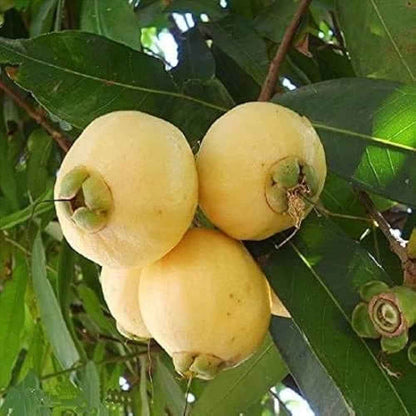 Hybrid Rose Apple PLant For Gardening