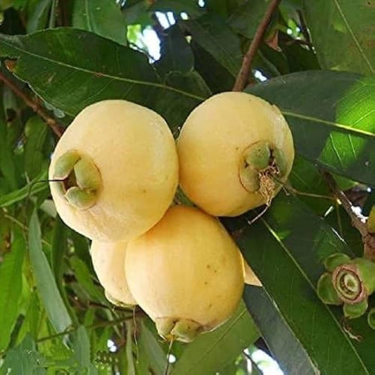 Hybrid Rose Apple PLant For Gardening