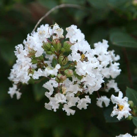 Frush Flowering Plant (White Colour) - Naturemart.in