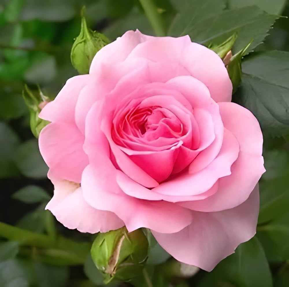 Hybrid grafted rose plant for gardening