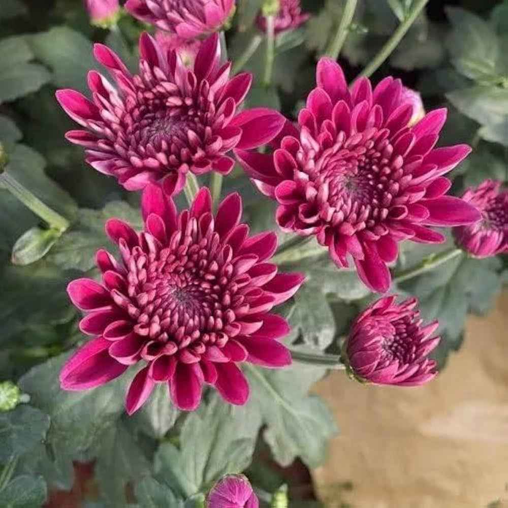 Chrysanthemum Flower Plant (Chandramallika) - Pack of 1