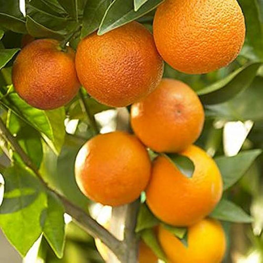 Nagpur Orange Fruit  Plant-Grafted - Naturemart.in