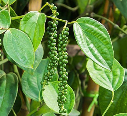 Black Paper Plant For Gardening - Naturemart.in