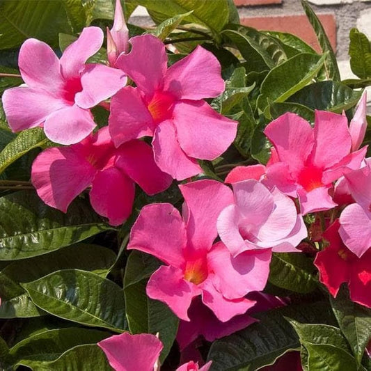 Mandevillea Flowers Plant-Pink Colour - Naturemart.in