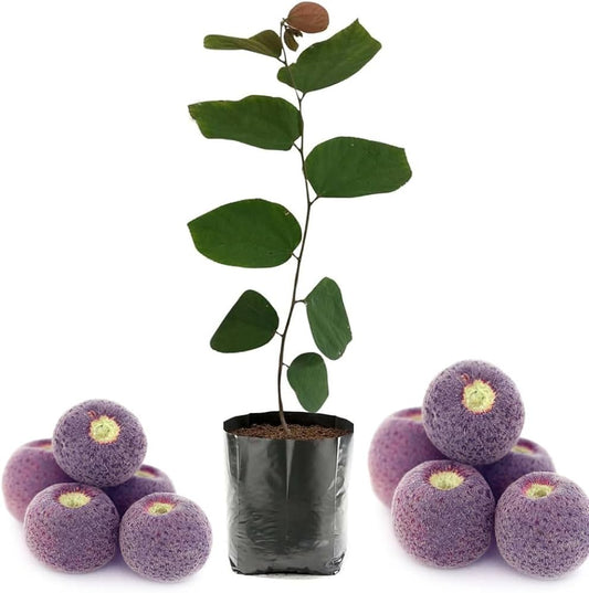 Falsa Fruit Plant For Gardening - Naturemart.in