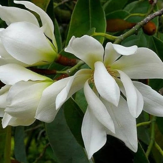 Champa White Colour Flower Plant - Naturemart.in