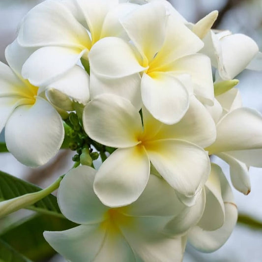 Plumeria Flowers Plant(White)For Gardening - Naturemart.in