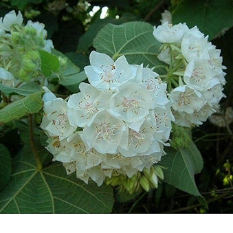 Dombeya- Flowers Plant (White Colour) - Naturemart.in