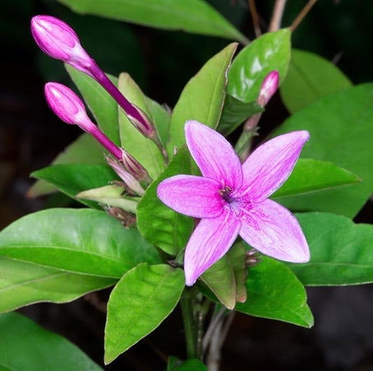 TAGAR FLOWERS PLANTS (BLUE) - Naturemart.in